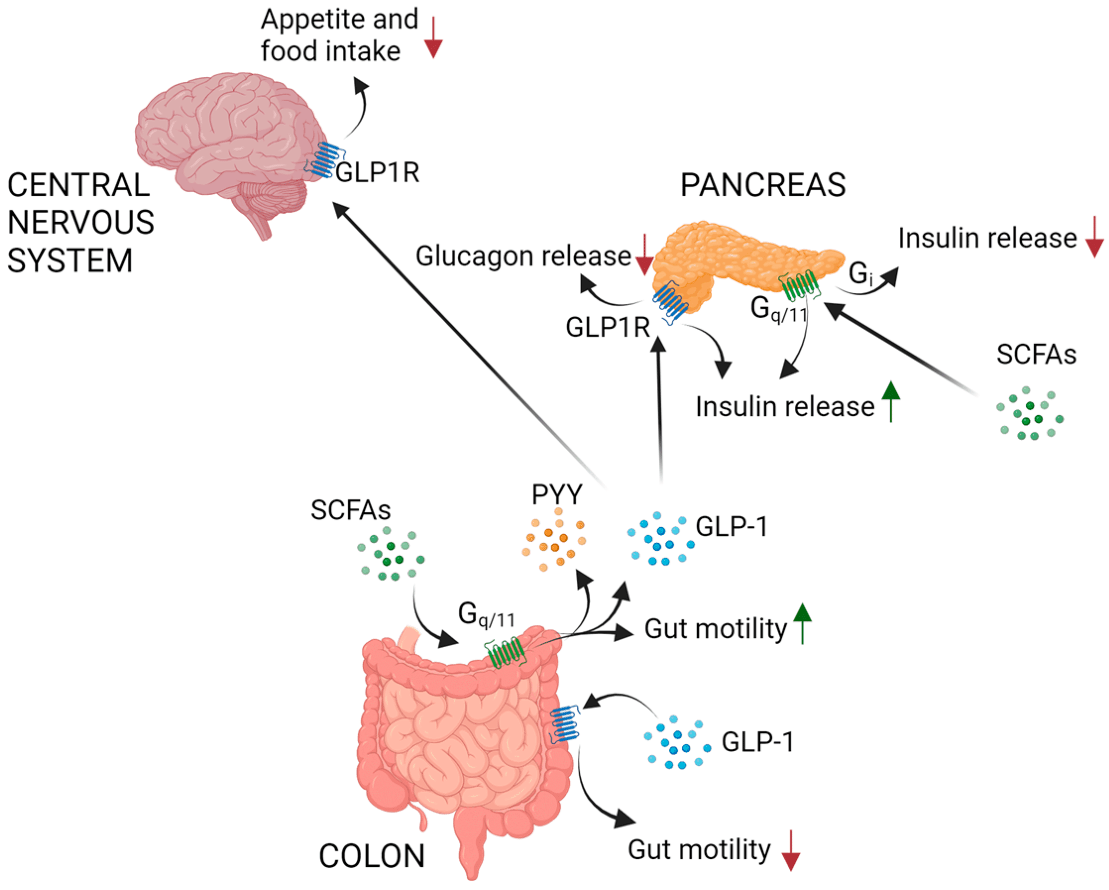 Exploring the Connection Between Slow Digestion and Liver Function