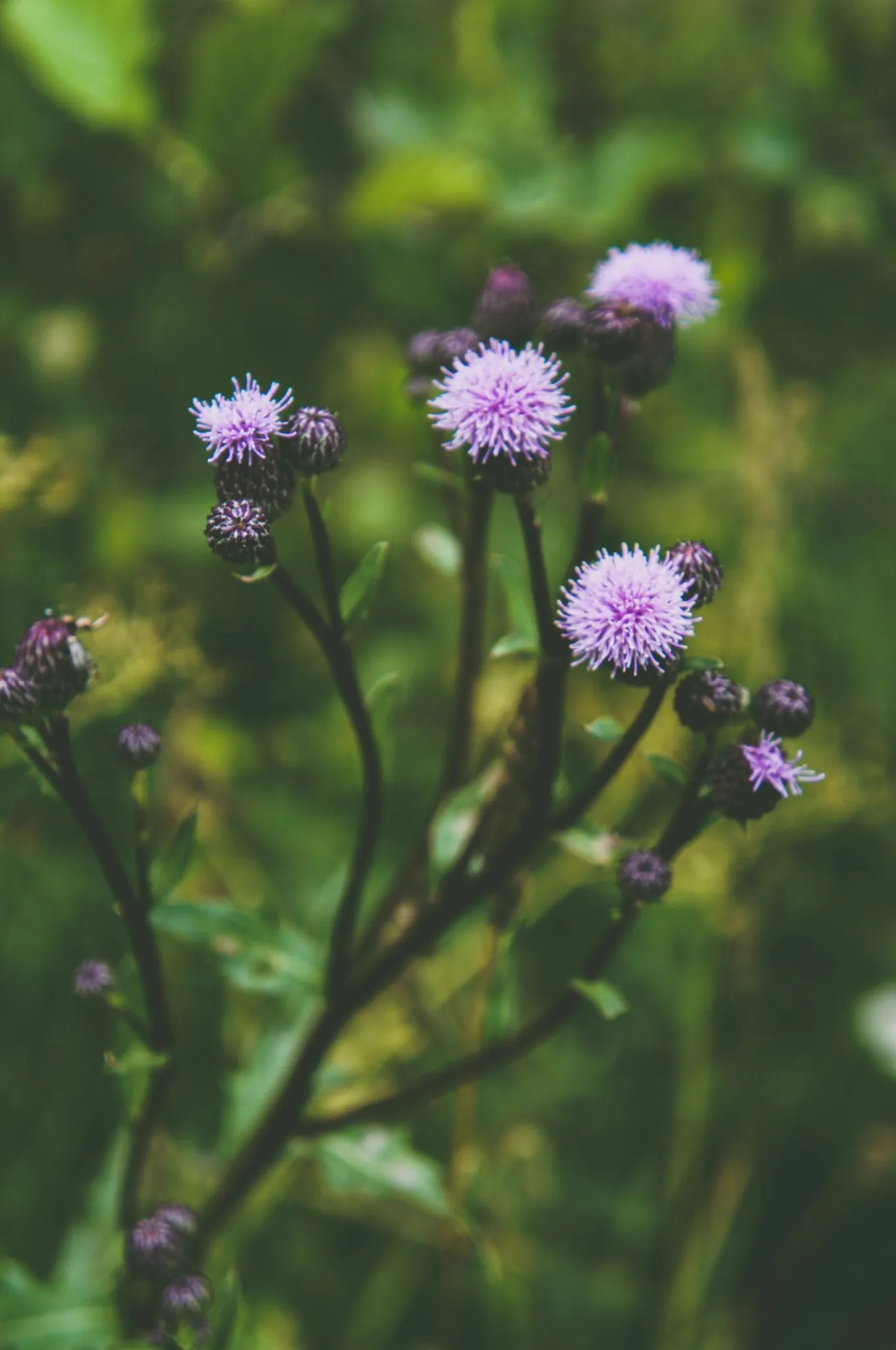 Key Ingredients to Look for in a Liver Health Supplement Key Ingredients to Look for in a Liver Health Supplement