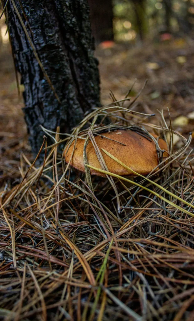 Long-Term Consequences of Ignoring Liver Health