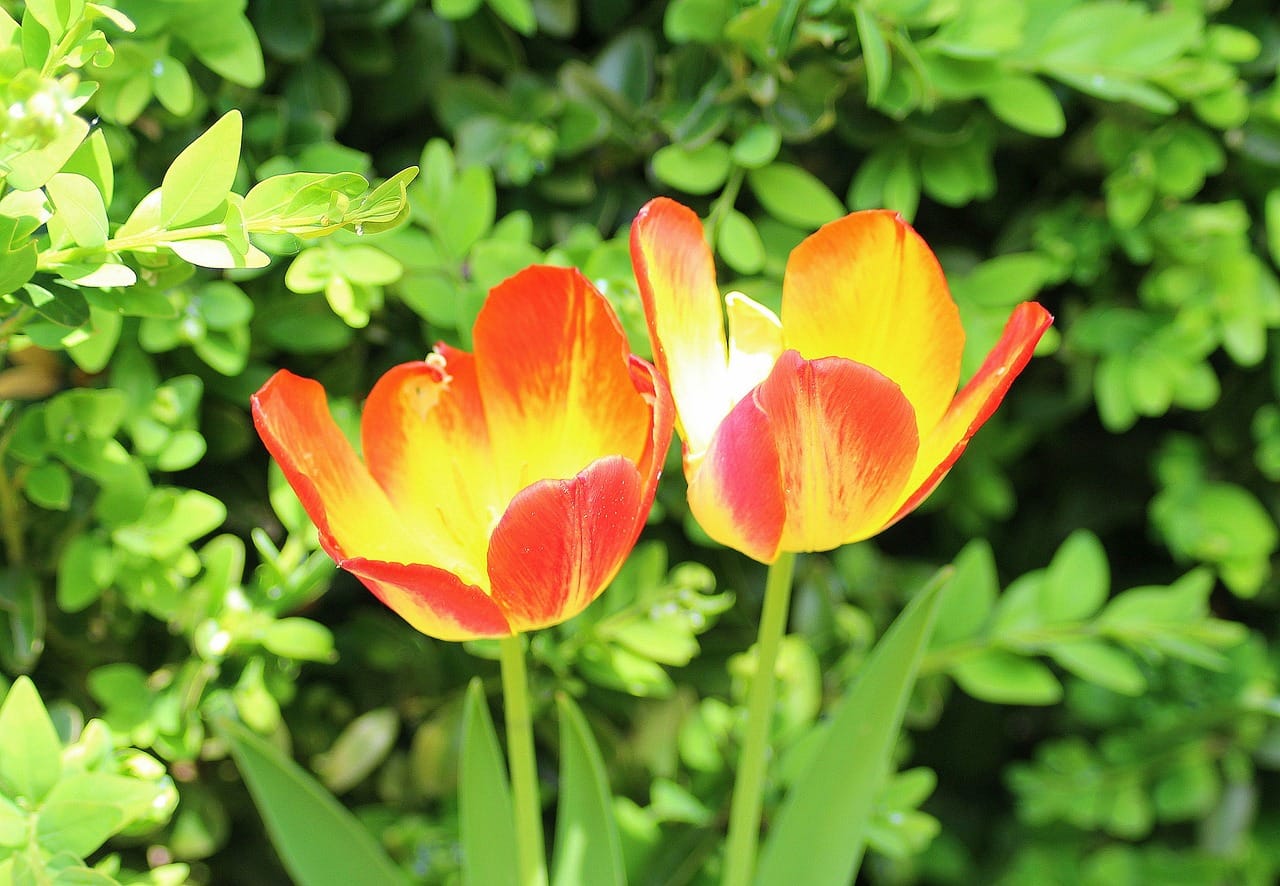 Vitamins That Help Reduce Menopause Symptoms