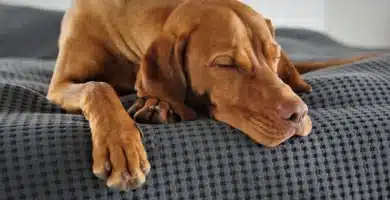 Can Better Sleep Help Reduce Belly Fat?