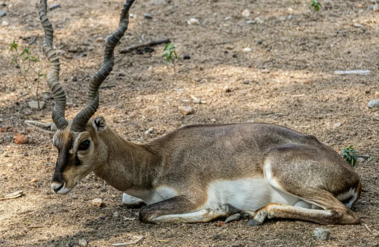 What’s the Best Way for Women to Reduce Belly Fat Effectively?