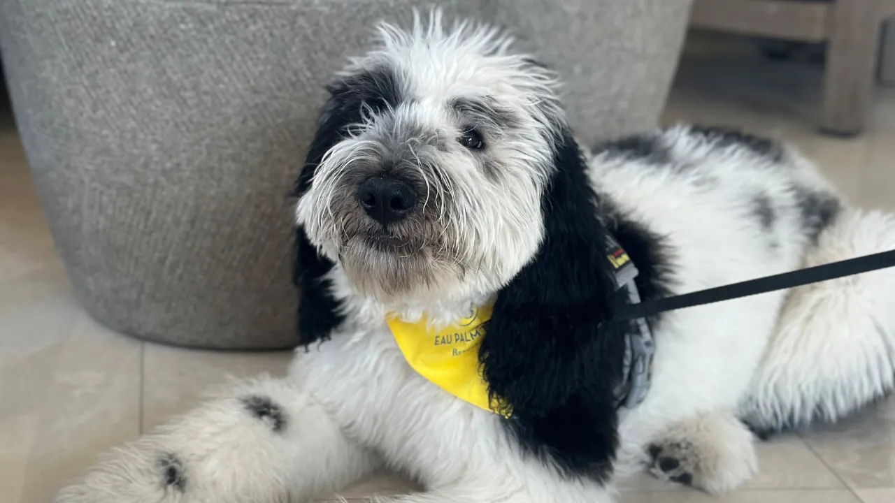 Canine Pleasant Advance Order: Eau Palm Seaside Lodge & Spa