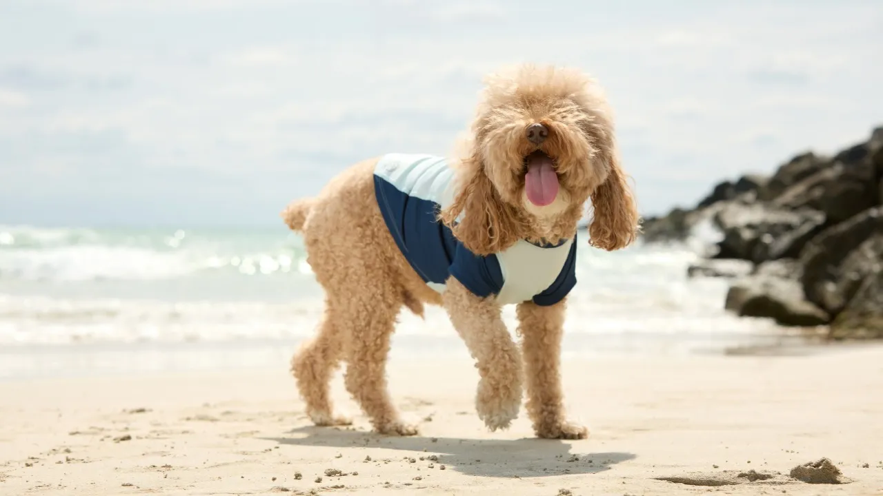 Offer protection to Your Puppy from the Summer time Solar With BarkUV