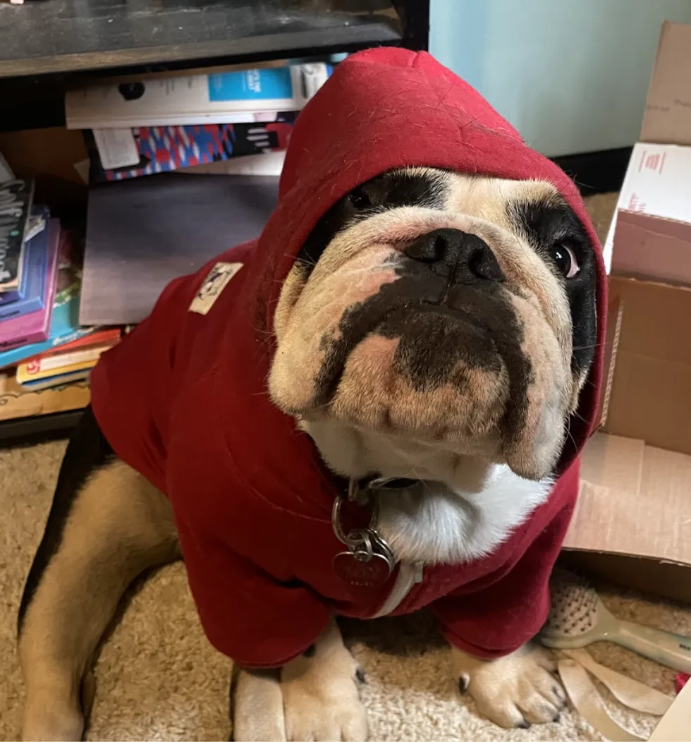 Find out how to Be a Just right Emotional Aid Buddy