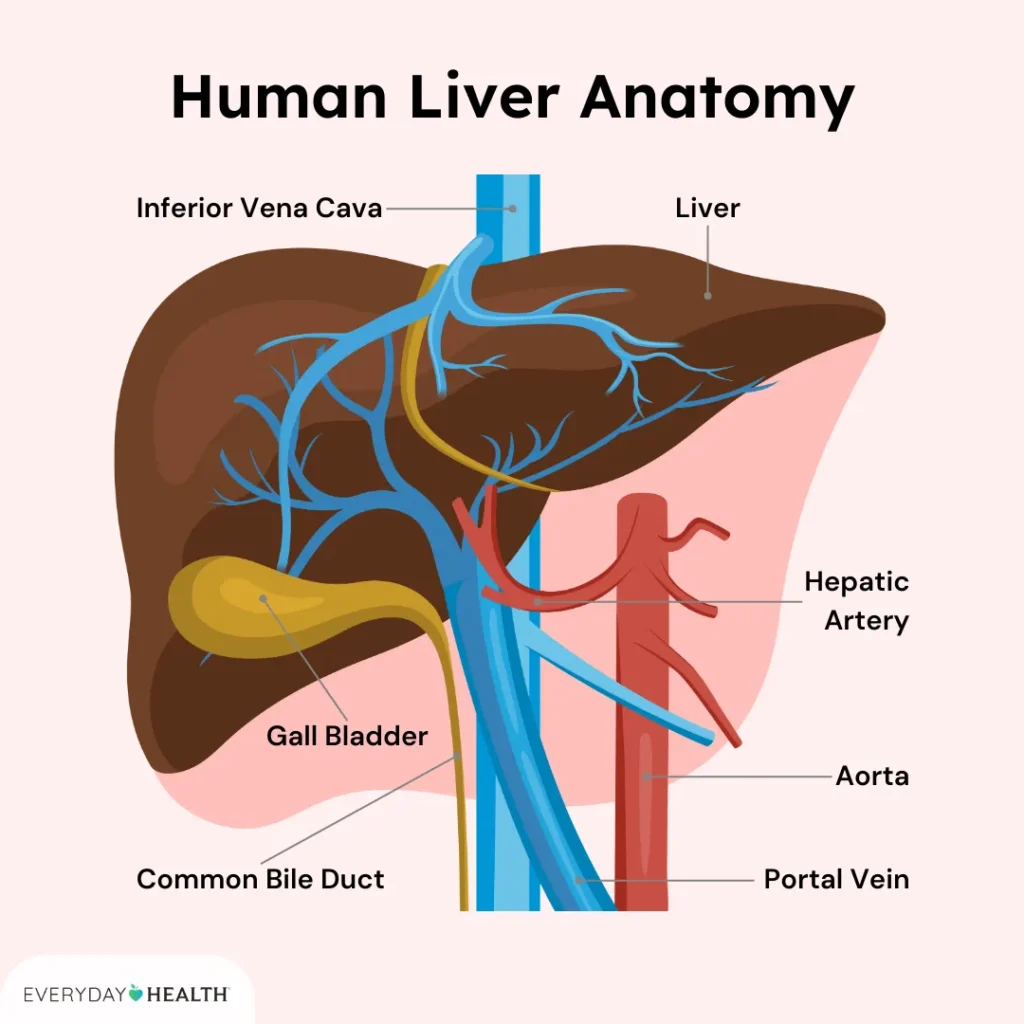Information About Number one Biliary Cholangitis (PBC)