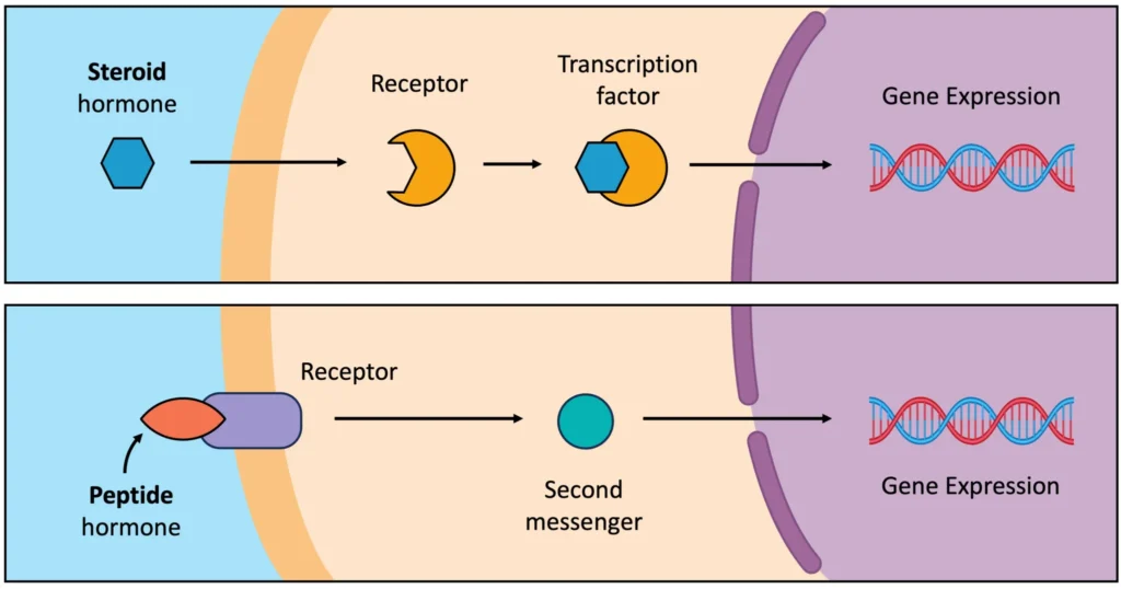 The Link Between Menorescue and Hormone Regulation The Link Between Menorescue and Hormone Regulation