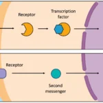 The Link Between Menorescue and Hormone Regulation