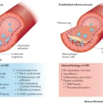 The Science Behind Estrogen Replacement Therapy: How It Works