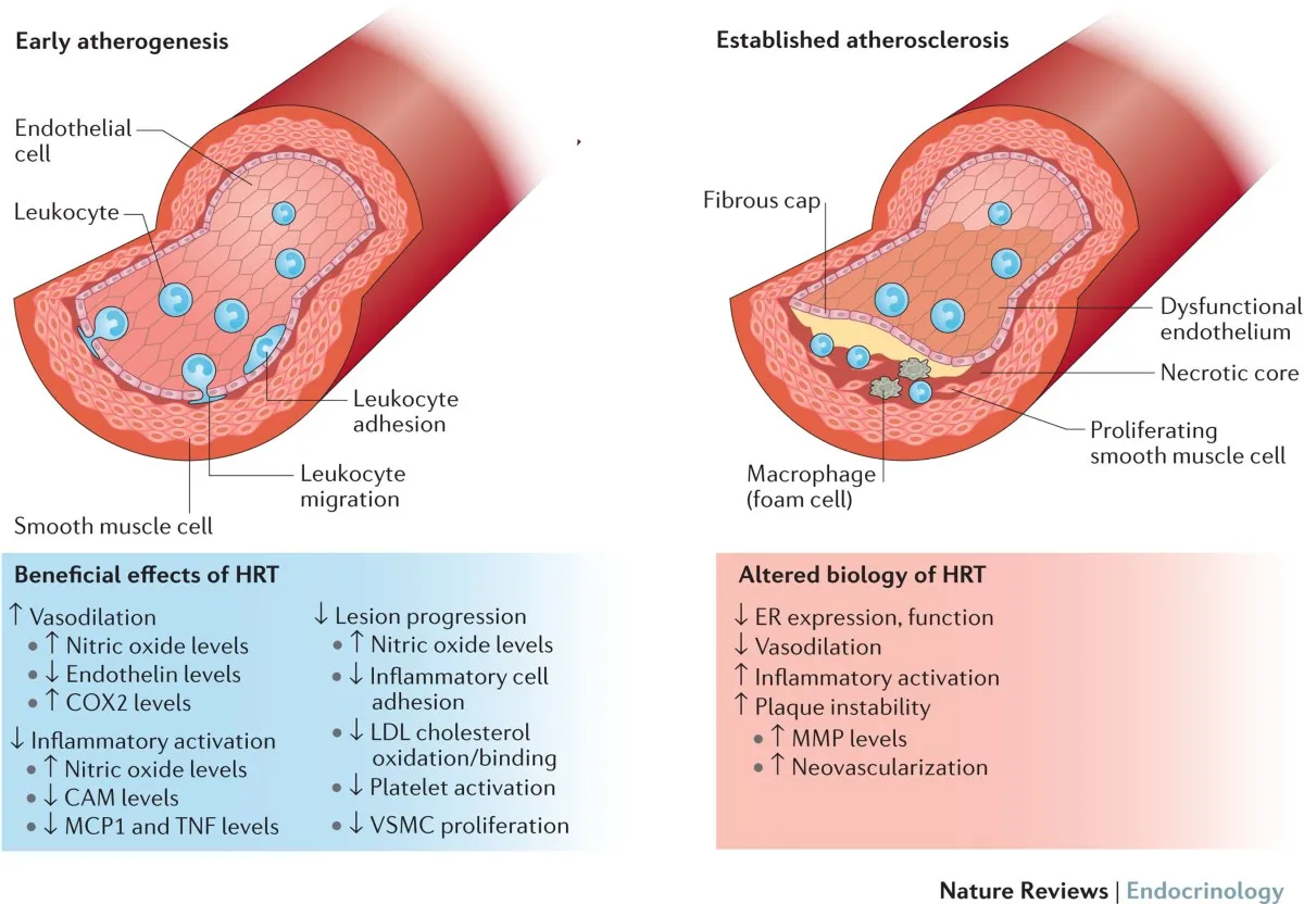 The Science Behind Estrogen Replacement Therapy: How It Works