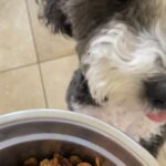 Healthy homemade dog food recipe