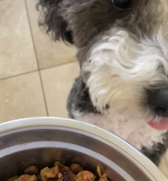 Healthy homemade dog food recipe