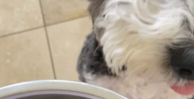 Healthy homemade dog food recipe