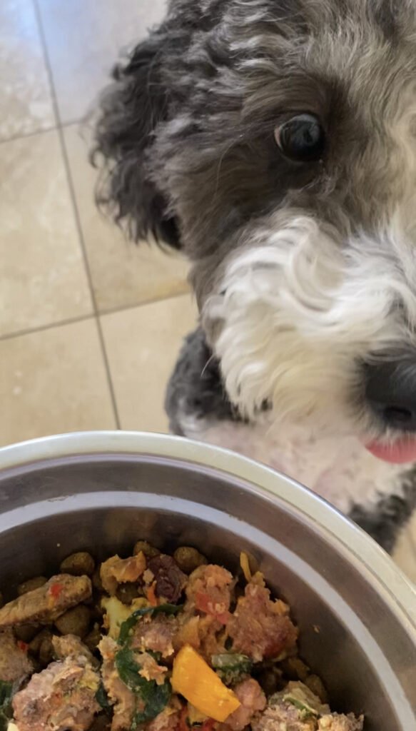 Healthy homemade dog food recipe Healthy homemade dog food recipe